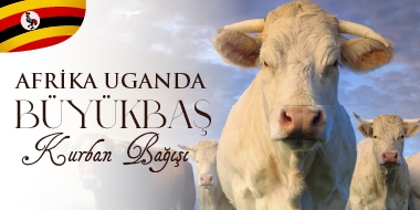 Afrika  Uganda Büyükbaş  Kurban Bağışı 